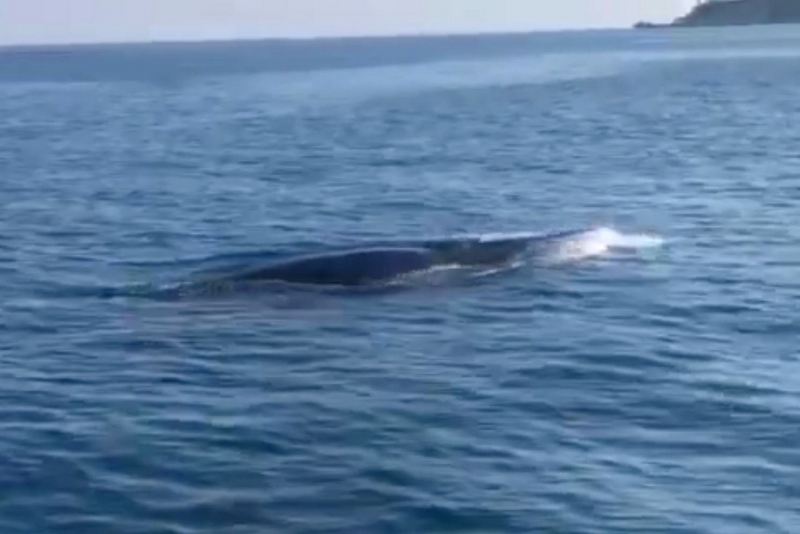 Cá voi bất ngờ xuất hiện ở vùng biển Cù Lao Chàm