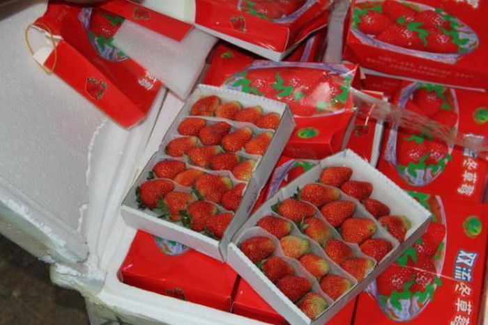 Thu giữ 13 tấn dâu tây không rõ nguồn gốc “đội lốt” dâu tây nhà vườn Đà Lạt