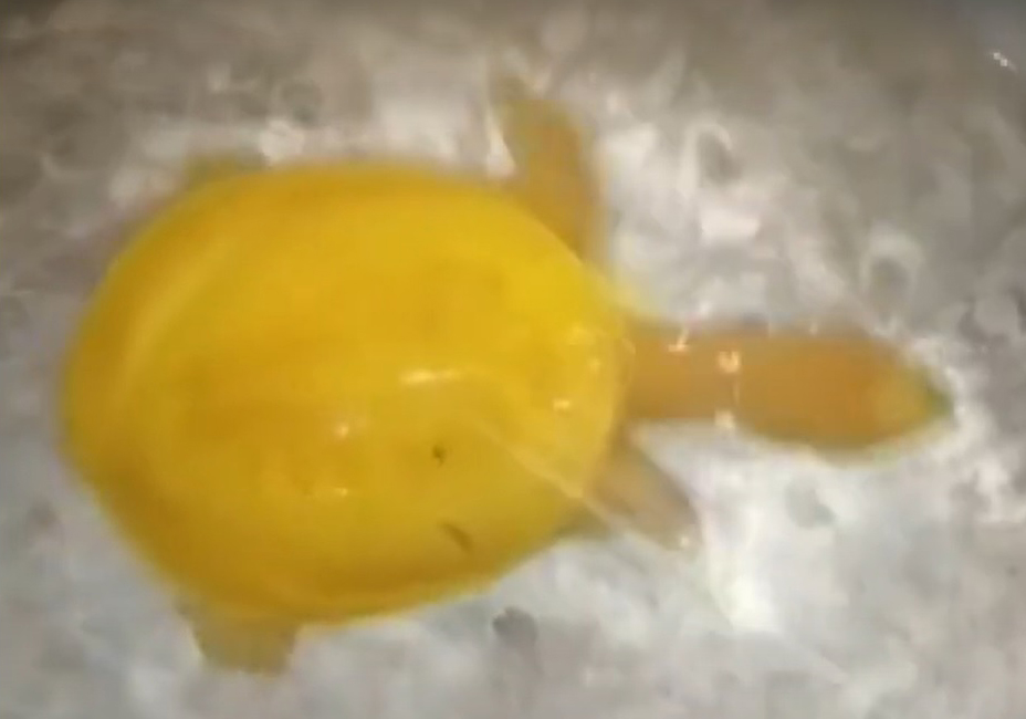 Rùa vàng bạch tạng cực hiếm được tìm thấy ở Ấn Độ