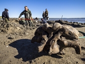 Phát hiện xương voi ma mút vẫn còn nguyên dây chằng sau hơn 10 000 năm tuyệt chủng