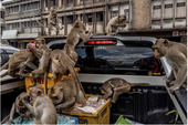 Vương quốc khỉ ở Thái Lan cũng náo loạn vì COVID-19