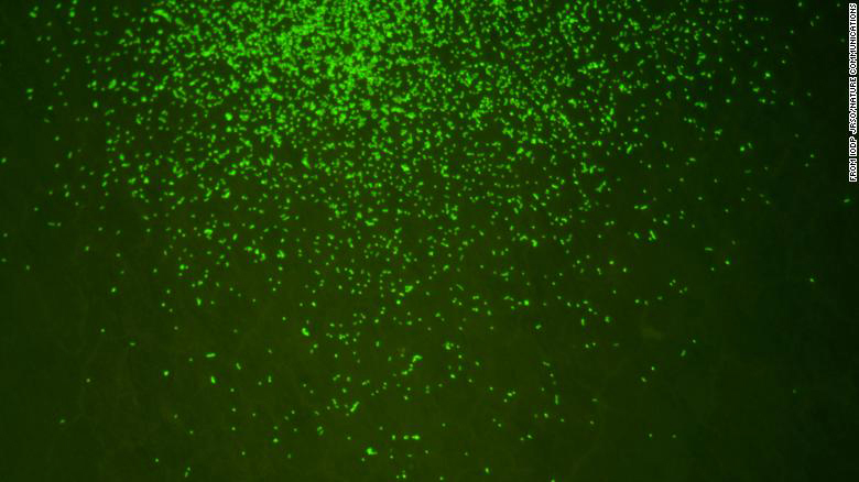 Phát hiện vi khuẩn hơn 100 triệu năm tuổi bị “bỏ đói” dưới đáy Thái Bình Dương