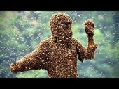Một người đàn ông bị ong rừng tấn công đến tử vong