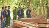 13 thanh niên dính vòng lao lý vì vào khu bảo tồn khai thác gỗ Giáng Hương