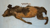 Phát hiện kinh ngạc khi giải phẫu xác chú chó còn nguyên vẹn sau 14 000 năm