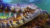 Vết cắn khủng khiếp từ mẫu hóa thạch 13 triệu năm tuổi tiết lộ loài cá sấu khổng lồ dài như toa tàu