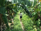 Đã bắt được nghi phạm xâm hại tình dục bé gái trong vườn chuối ở Hà Nội