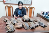 Phát hiện người phụ nữ vận chuyển 15 cá thể rùa còn sống