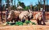Gặp gỡ những tê giác con “quốc tịch Việt” ở Vinpearl Safari