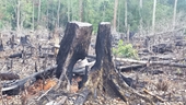 Phê chuẩn khởi tố 2 trưởng Ban quản lý rừng phòng hộ ở Gia Lai