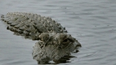 Cảnh báo cá sấu xuất hiện tại Bến phà Phú Cường ở Bình Dương