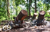 Khai thác rừng trái phép bị gỗ đè chết trên đường vận chuyển