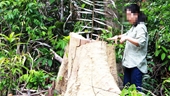 Thủ tướng yêu cầu kiểm tra, xử lí thông tin báo chí phản ánh phá rừng quy mô lớn tại Phú Yên