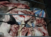 Hãi hùng hàng tấn thịt lợn hôi thối, dính tả lợn Châu Phi đem đi tiêu thụ