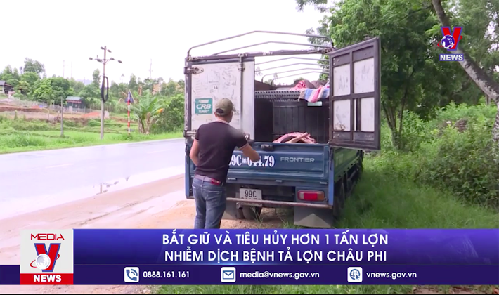 Bắt giữ và tiêu hủy hơn 1 tấn lợn nhiễm dịch bệnh tả lợn châu Phi