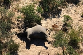 Tiết lộ bất ngờ về nguyên nhân khiến voi hoang dã ở Botswana lăn ra chết hàng loạt