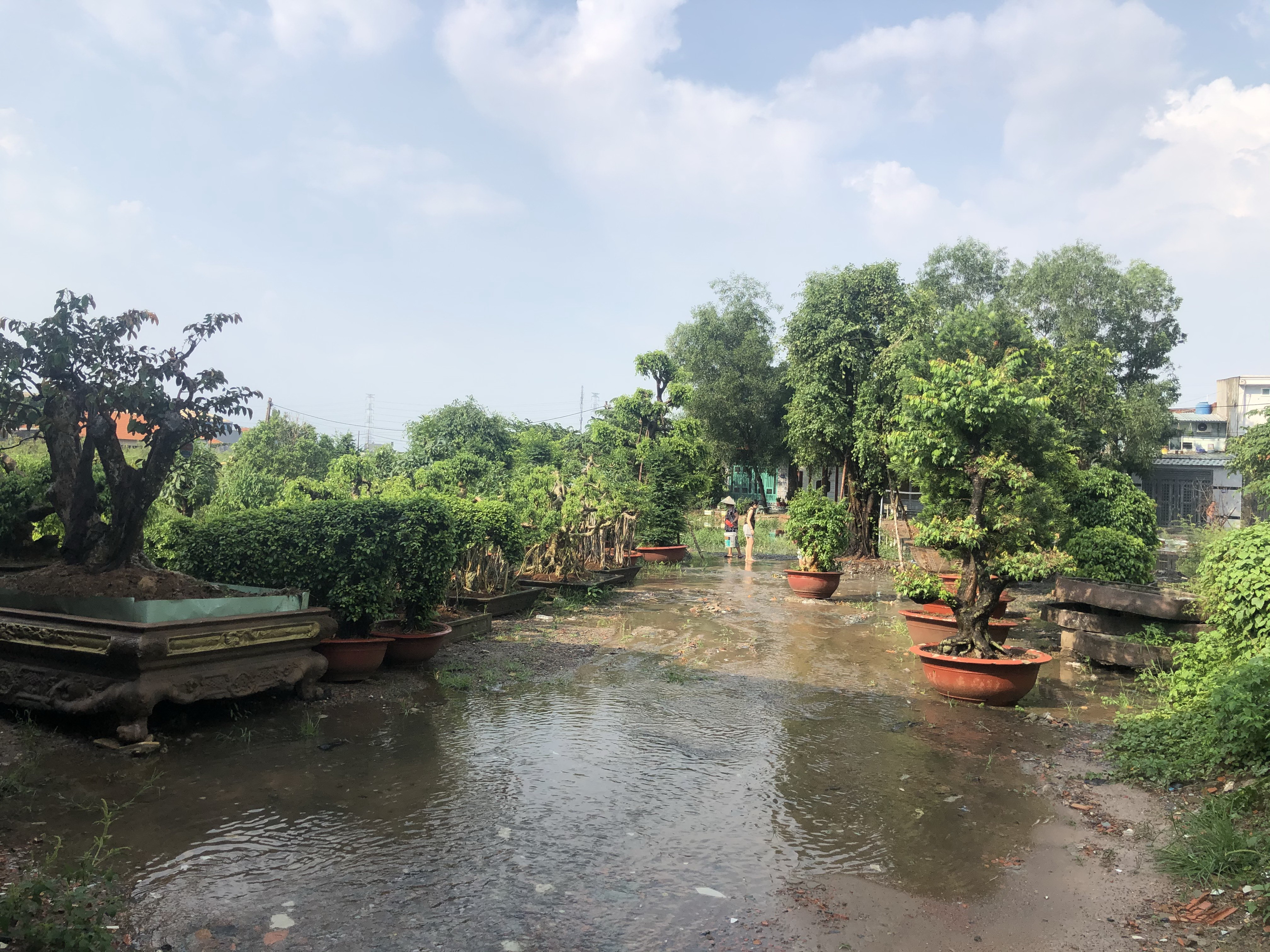 Dân tố Chủ tịch xã mượn cây cảnh về trưng bày rồi không chịu trả