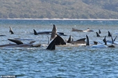 Gần 300 con cá voi hoa tiêu vây dài mắc cạn ở Tasmania