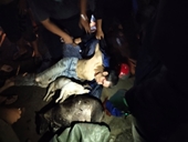 Hai thanh niên đi xe máy chở nhiều chó, bị dân vây bắt đánh tơi tả