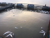 Thủy điện Hòa Bình xả lũ làm chết hơn 40 tấn cá của dân