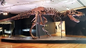 Choáng với hóa thạch khủng long bạo chúa được bán với giá kỉ lục gần 740 tỉ đồng