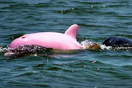 Bí ẩn loài cá heo hồng trên sông Amazon