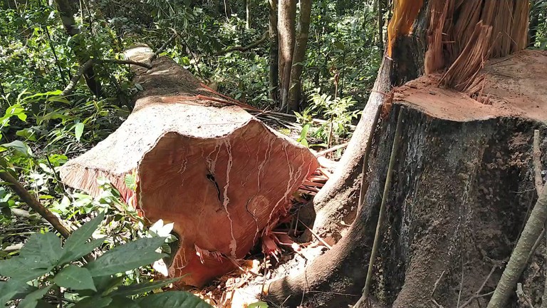 Để mất rừng, 3 cán bộ lâm nghiệp bị kỉ luật sa thải