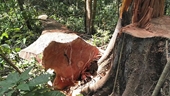 Để mất rừng, 3 cán bộ lâm nghiệp bị kỉ luật sa thải