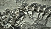 Tìm thấy xương ngư long hóa thạch cực hiếm ở vùng Viễn Đông của Nga