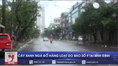 Bão số 9 Cây xanh ngã đổ hàng loạt tại Bình Định