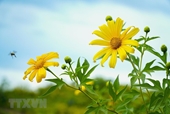 Hoa dã quỳ rực rỡ phủ vàng rực rỡ khắp núi đồi Điện Biên