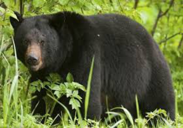 Người đàn ông bị trọng thương do gấu rừng tấn công