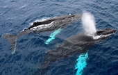 Cá voi xanh Nam Cực xuất hiện bất ngờ sau một thế kỷ vắng bóng