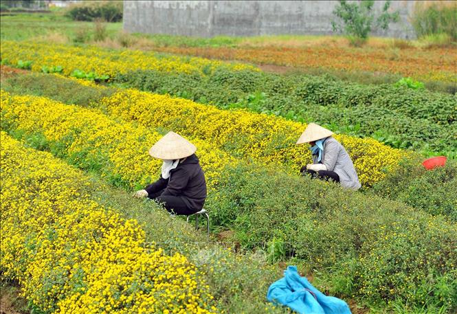 Rực rỡ cánh đồng hoa cúc chi