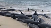 Gần 100 con cá voi chết sau khi mắc cạn hàng loạt ở New Zealand