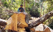 Khởi tố vụ khai thác rừng bạch tùng cổ thụ trái phép tại Lâm Đồng