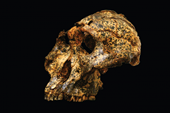 Phát hiện hóa thạch hơn 2 triệu năm tuổi của họ hàng tổ tiên loài người