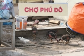 Chợ dân sinh Phú Đô gần 18 tỉ đồng xây xong để nuôi gà, thả chó