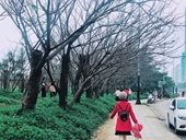 Đua nhau check-in hàng cây rụng lá đẹp như mùa đông trong phim Hàn
