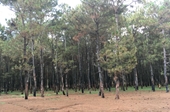 Gia Lai đề xuất phá hơn 155ha rừng thông gần 50 năm tuổi để xây dựng sân golf