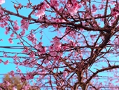 Chiêm ngưỡng sắc hoa anh đào Nhật Bản bung nở tuyệt đẹp tại Sa Pa