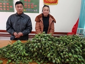 Hai vợ chồng nhập khẩu quả thuốc phiện từ Lào về Việt Nam