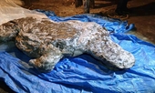 Tê giác kỷ Băng hà vẫn còn nguyên nội tạng được tìm thấy ở vùng cực bắc của Nga