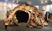 Bí ẩn ngôi nhà 25 000 năm tuổi được dựng từ xương voi ma mút