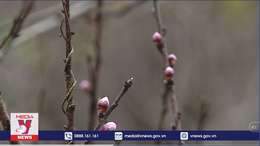 Người dân còn nhiều băn khoăn về khái niệm đào rừng