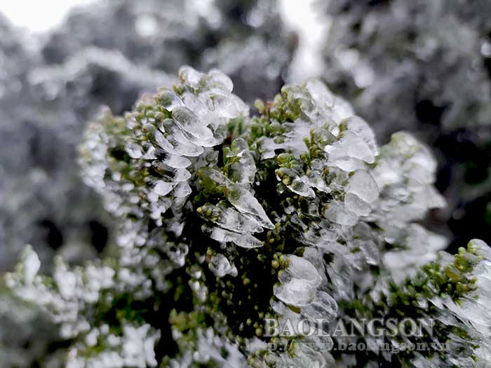 Mẫu Sơn nhiệt độ dưới -1 độ C, băng giá bao phủ