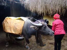 Chủ động phòng chống rét, bảo vệ đàn vật nuôi