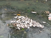 Điều tra làm rõ nguyên nhân cá chết trắng trên dòng kênh