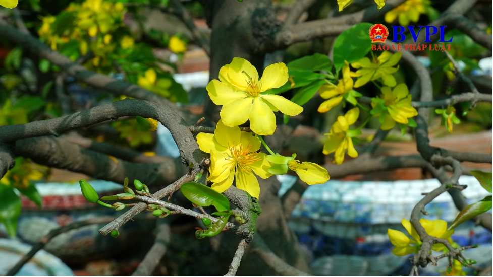 Hoa Mai Hoa Đăng  Hoa Mùa Tết  Cty Cây Xanh Đông Thuận Đông
