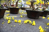 Mai Tết bán ế ẩm, chủ vườn tiếc “đứt ruột” cắt bỏ hoa mai chở về quê